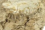 Partial Oreodont (Merycoidodon) Upper Skull - South Dakota #270140-2